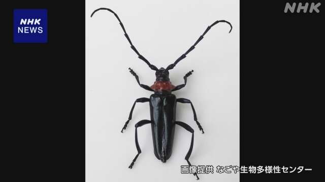 サクラなど食い荒らす「クビアカツヤカミキリ」関西で被害拡大