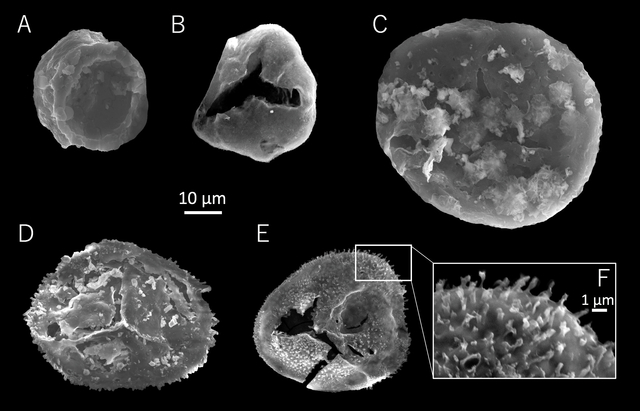 約４億年前の日本最古とみられる植物化石発見　大船渡の地層から