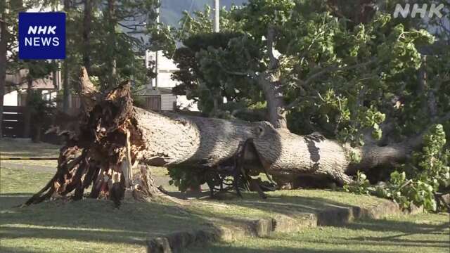 高さ10mほどの木が倒れる 10代女の子転倒 軽いけが 長野 中野