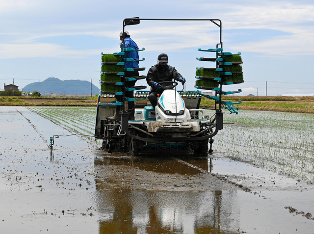 函館山バックに田植え最盛　昨年は発電所からの給水停止、今年は順調