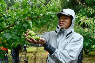 和歌山南部で南高梅の収穫始まる　名産地、６月上旬にピーク