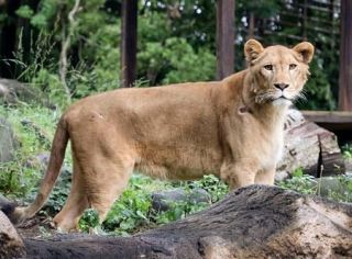 「雌」判明のライオン報道公開　愛媛・とべ動物園