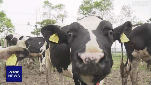 北海道 釧路市運営の牧場で「一斉入牧」 夏前に乳牛預かる