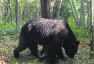 ヒグマの恐怖が再び…「OSO18より人への危険性は高い」　北海道東部で建物内の牛が襲われ緊張高まる　