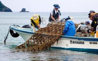 奄美大島で養殖モズク収穫　２年ぶり、４トン計画