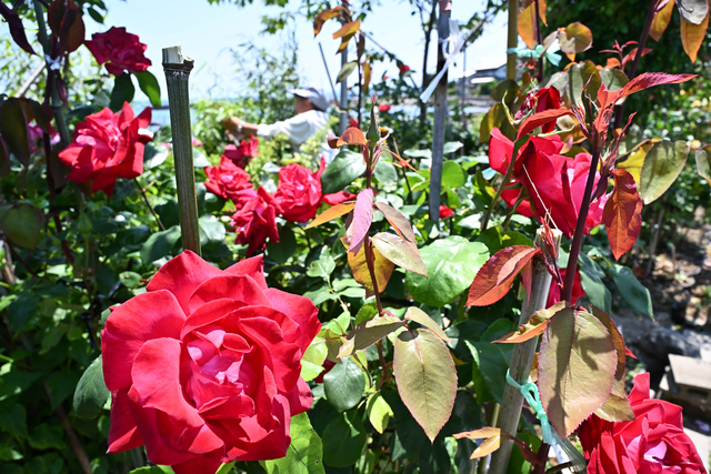 泣き顔を笑顔に変える満開の花　能登半島地震で被災した海辺のバラ園