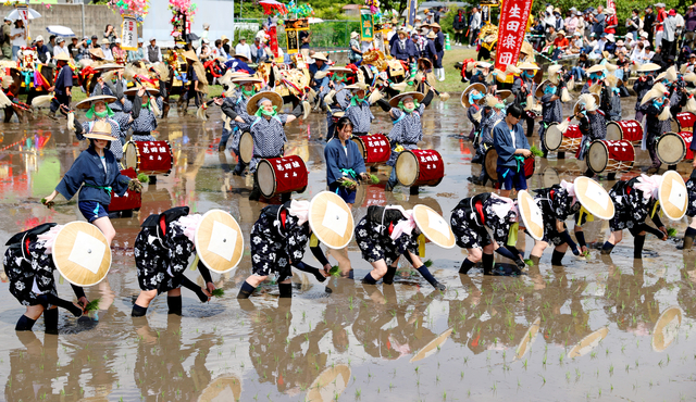 すげ笠姿の早乙女が横一列　北広島で豊作願う「壬生の花田植」