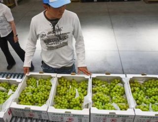 夏の味覚マスカット初出荷、岡山　高糖度な仕上がり