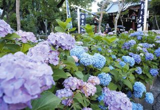 色鮮やか、あじさい3000株　文京区・白山神社で七分咲き「面白い写真撮れる」