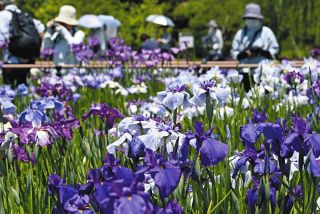 例年以上に色が鮮やか、花菖蒲6000株が見ごろ　16日まで「葛飾菖蒲まつり」【動画あり】