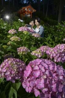 夕闇にアジサイ浮かぶ、京都　宇治の三室戸寺で試験点灯