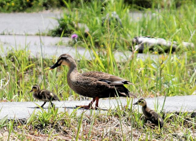 野生のカルガモが子育て中　愛知のビオトープで2年ぶりヒナ確認