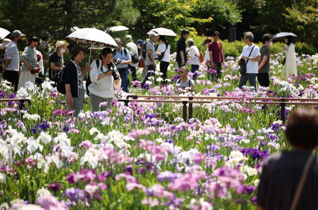 「都会の中で長年守られてきた」200種6千株のハナショウブ見頃