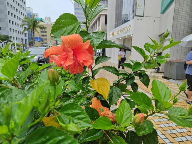 四国が梅雨入り、昨年比で11日遅く　九州南部に続き、全国的に遅め