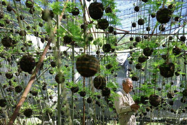 空中で茂る緑、猛暑に涼添える　「つりしのぶ」夏を前に出荷最盛期