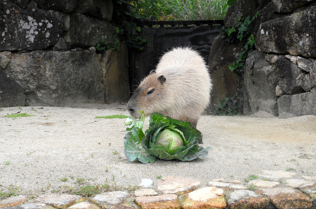 カピバラにB級グルメ?　値が高騰するキャベツ、動物には安定価格で