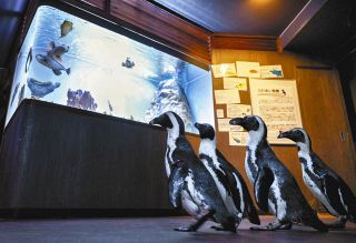 魚の水槽を眺めるペンギン、通路を転がるアザラシ…動物との｢距離なし水族館」伊勢シーパラダイスの姿勢