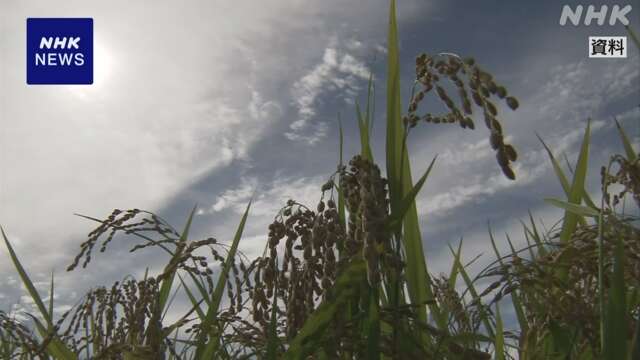 コメの価格が上昇 “低価格帯が不足気味”報告も