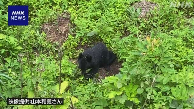 “自宅の庭でクマとにらみ合うこと10分”福井の男性が恐怖語る