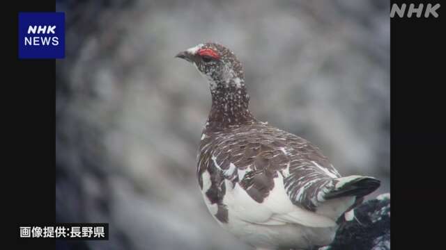 ニホンライチョウの生息調査 北アルプス南部では9年ぶり 長野