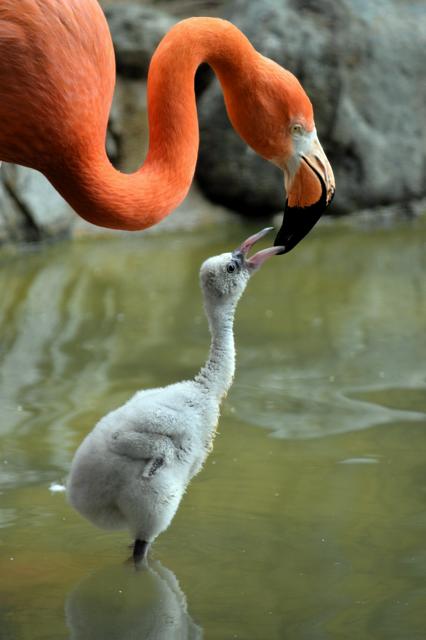 紅色のフラミンゴ、ひなは何色？　王子動物園で今だけの姿にほっこり