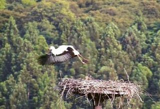 コウノトリ３羽が巣立ち、島根　雲南市で７年連続、小学校に営巣