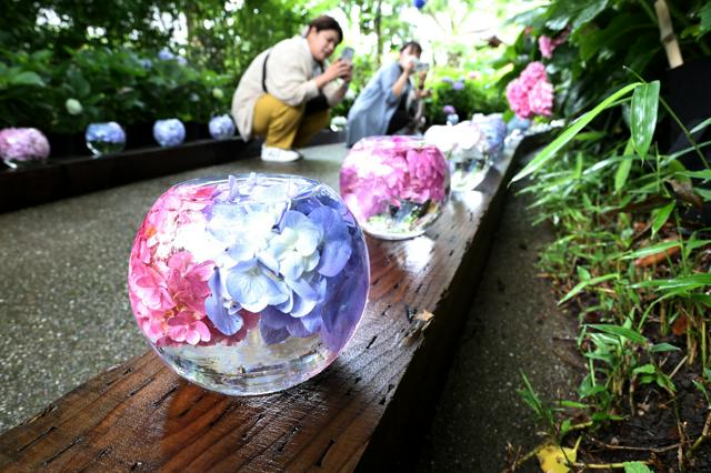 コロナ乗り越え「映えスポット」　奈良・般若寺の紫陽花ガラスボール