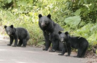 電車がクマと衝突、群馬　ＪＲ上越線、けが人なし