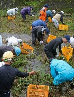 奄美で特定外来種の水草本格駆除　オオフサモ