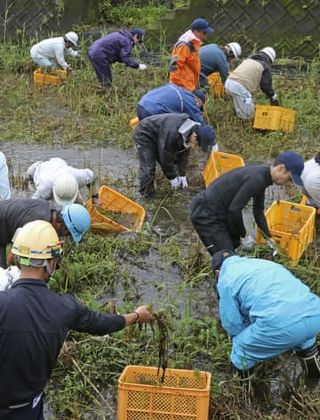 奄美で特定外来種の水草本格駆除　オオフサモ