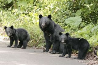 電車がクマと衝突、群馬　JR上越線、けが人なし