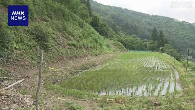 岩手 大槌町 田んぼで男性がクマにひっかかれけが