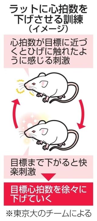 訓練で意識的に心拍数下げられる　東大チーム、脳内の仕組みを解明