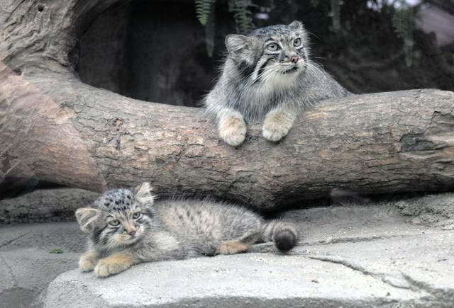 ふわふわ！「世界最古」マヌルネコの赤ちゃん公開　神戸どうぶつ王国