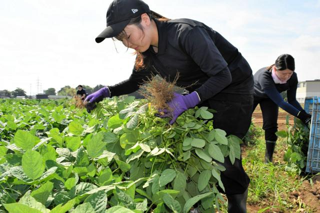 エダマメ収穫、助っ人は市職員　人手不足解消だけじゃないメリット