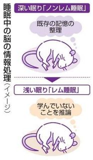 レム睡眠時、記憶から推論　富山大、脳機能向上に成功