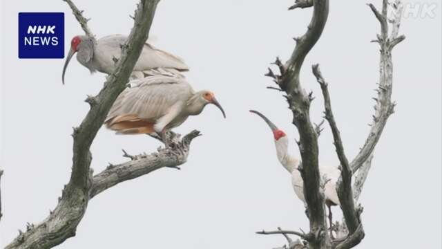 新潟 佐渡 トキのひなが巣立ち 親鳥に餌をねだる姿も