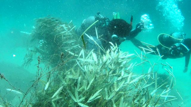 白浜の海に沈むパンダが食べ残した竹　京大実験所が着生生物の観察も