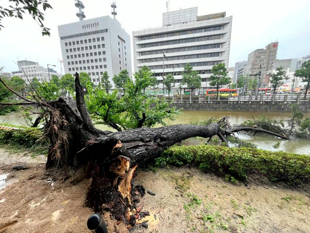 20メートルのクロマツ、松山城の堀にドブン　大雨で地盤緩んだか