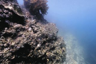 地震から半年…能登の海に起きている異変　隆起で姿を消した生き物たち　「復活の兆しみられない」＜動画＞