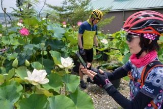 色とりどりのハス見頃　大阪・河内長野、盛松寺