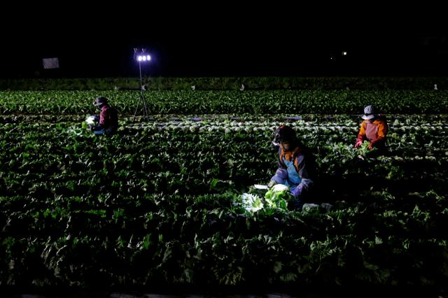 深夜の作業でシャキシャキ感キープ　長野・川上村でレタス収穫最盛期