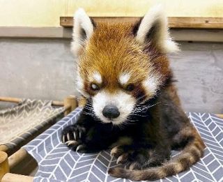 レッサーパンダ風太、２１歳　国内最高齢「無理させぬ」