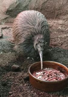 キーウィの「ジュン」死ぬ　４２歳、大阪・天王寺動物園