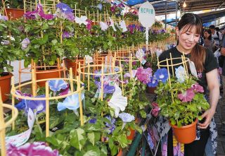 今年の夏色、何が人気？　「入谷朝顔まつり」始まる