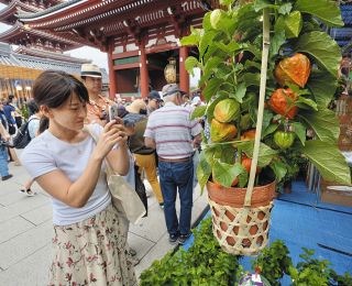 浅草寺「ほおずき市」4万6000日分の御利益あり？　今年は「大ぶり」