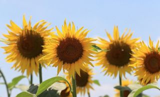 土浦で37.5℃、越谷36.2℃　関東地方で「猛暑日」続く　10日からは「梅雨空」に戻りそう