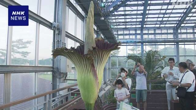 “世界最大級の花” ショクダイオオコンニャクが開花 宮崎