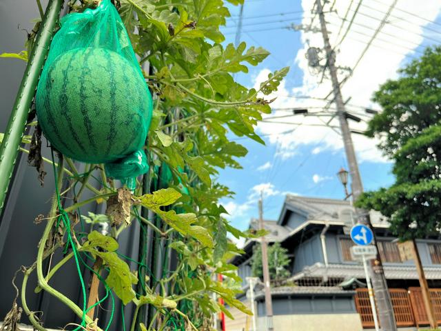 甘くて涼しげ「空中スイカ」ぶら～ん　暑いまち多治見の夏の風物詩