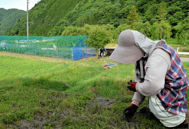 選挙カーも思わず声かけちゃう　リアルすぎる「かかし」効果のほどは